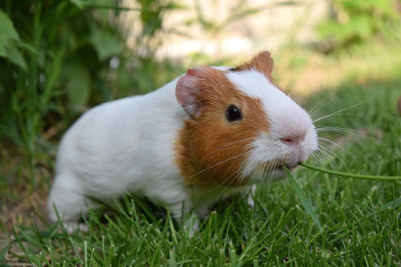 Photograph of a guinea pig