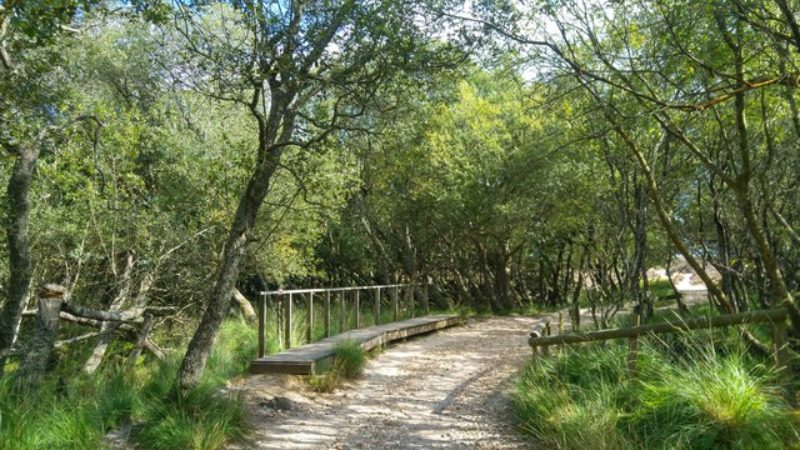 photograph shows a path leading through a woodland