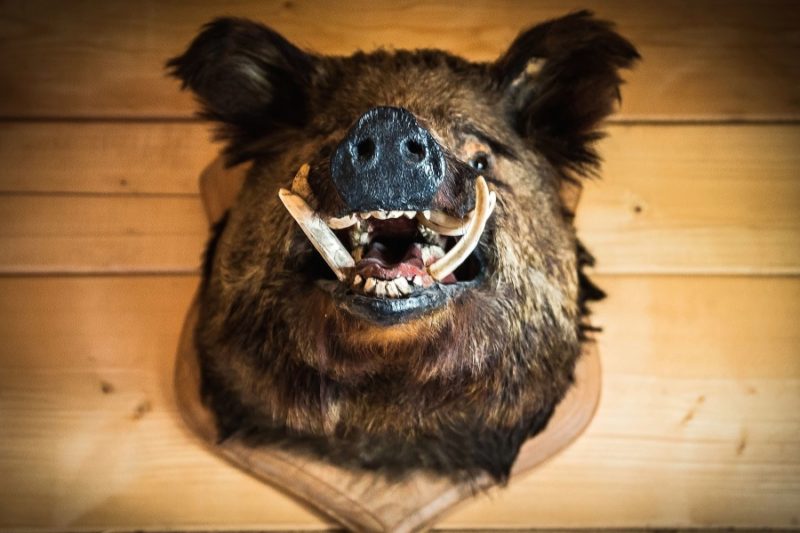 A boar