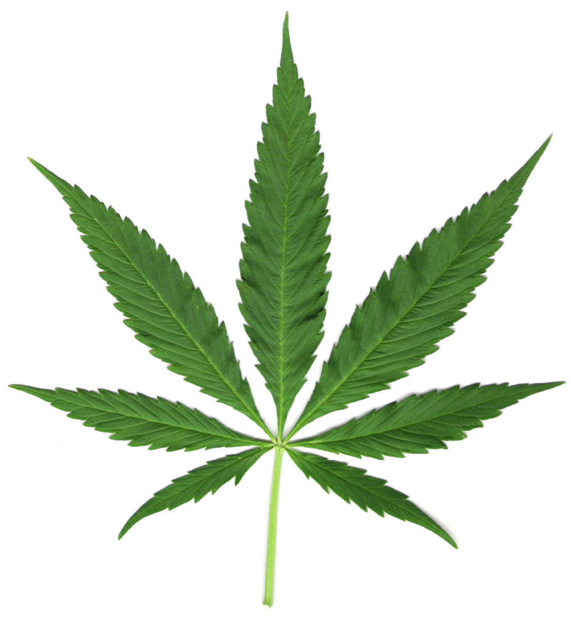 A Cannabis Leaf