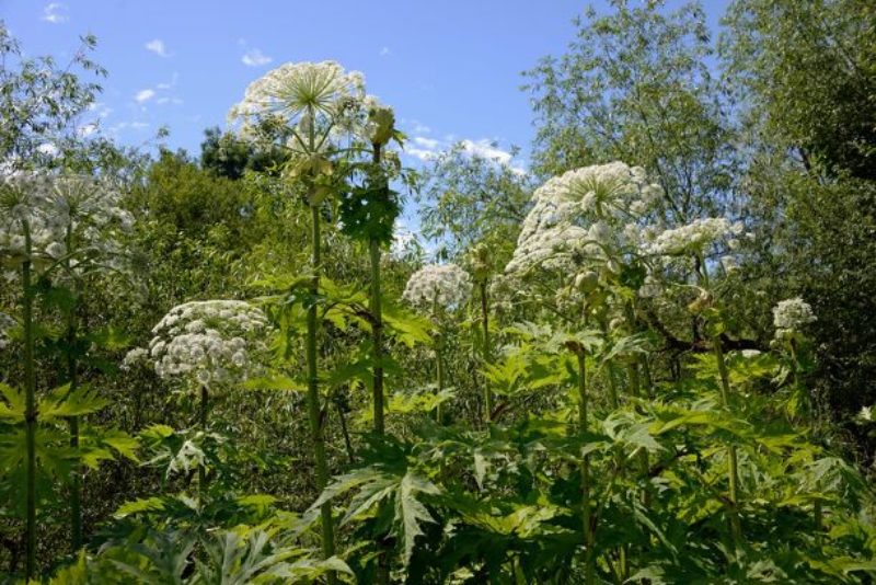 Giant Hogweed. Photo by <a href="https://www.flickr.com/photos/arg_flickr/22956610119" rel="noopener" target="_blank">Andrew <a href="https://creativecommons.org/licenses/by-sa/2.0/" rel="noopener" target="_blank">(license)</a>