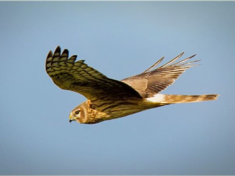A Hen Harrier. Photo by <a href="https://www.flickr.com/photos/30107812@N05/6906927450" rel="noopener" target="_blank">Jimmy Edmonds <a href="https://creativecommons.org/licenses/by-sa/2.0/" rel="noopener" target="_blank">(license)</a>