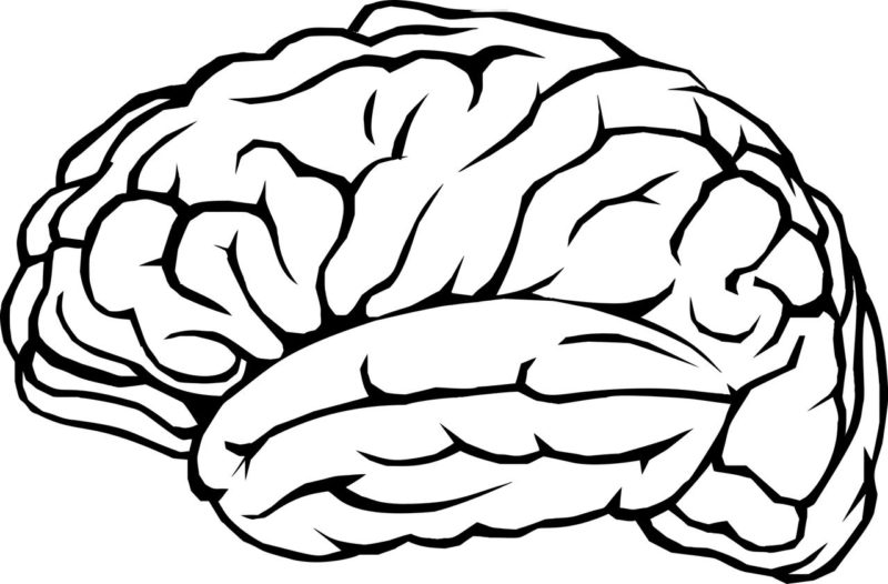 Image shows a line drawing of a brain