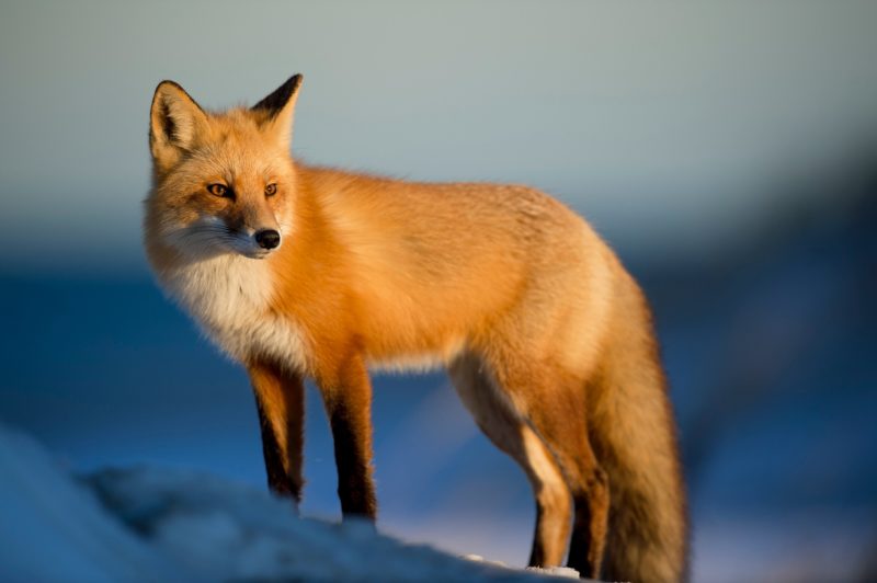 Yasmin the fox