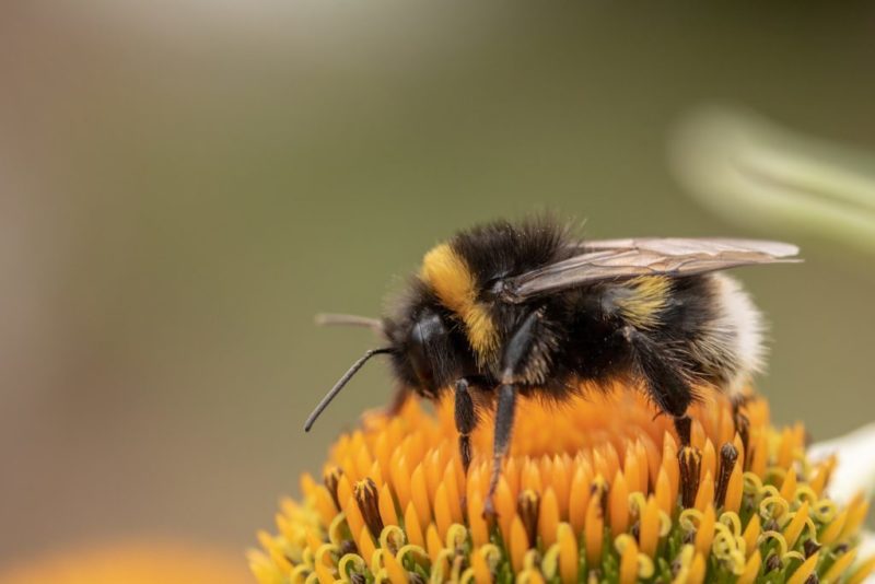 Photograph of a bee