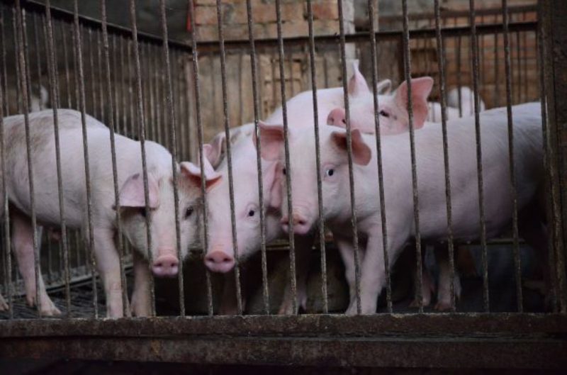 A photograph of some pigs in a pen