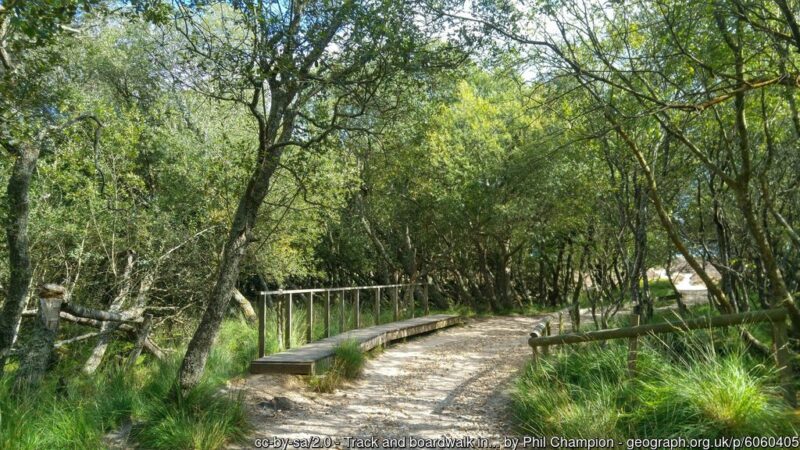 British woodland