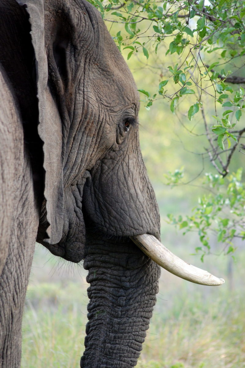 Image shows an elephant with tusks