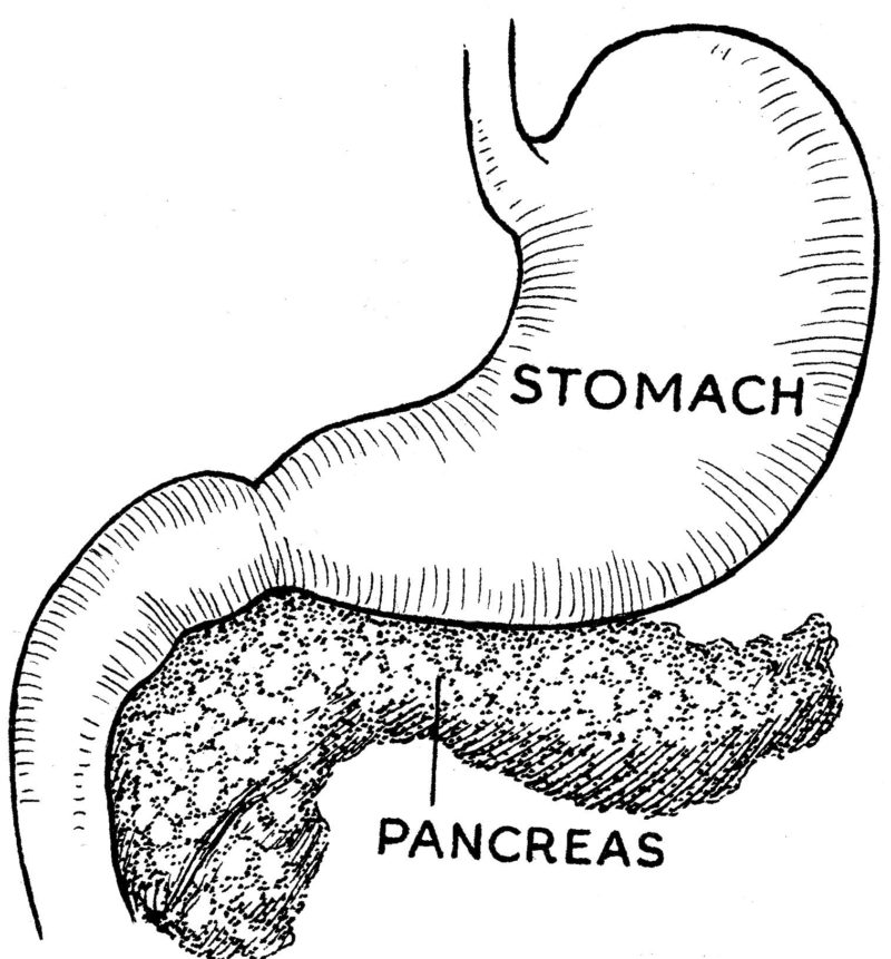 Image shows a line drawing of a Pancreas and Stomach.