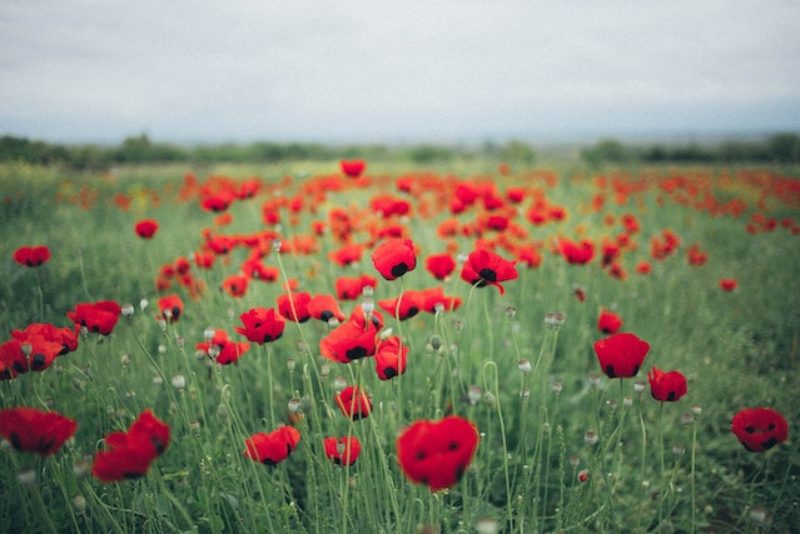 Photograph by Elina Sazonova shows a field of poppies, free to use under Creative Commons https://www.pexels.com/photo/photo-of-poppy-field-1876621/