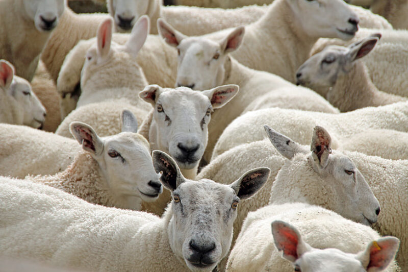 A photograph of a huddle of sheep.