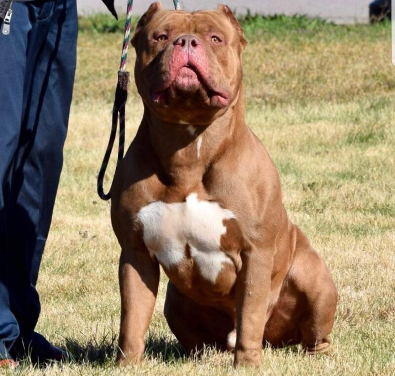 An XL Bully dog. Photo by <a href="https://commons.wikimedia.org/wiki/File:XL_American_Bully.jpg" rel="noopener" target="_blank">Dlexus <a href="https://creativecommons.org/licenses/by-sa/4.0/deed.en" rel="noopener" target="_blank">(license)</a>